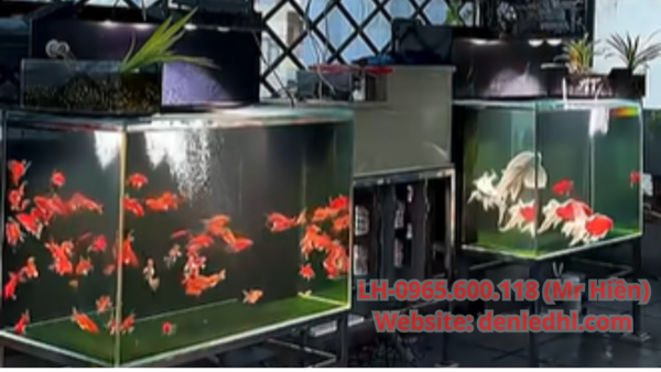 Đèn LED Roij Bể Cá Ngoài Trời